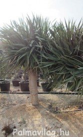 Dracaena Draco